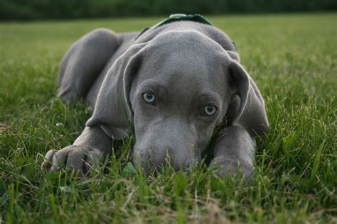 Weimaraner Breed .